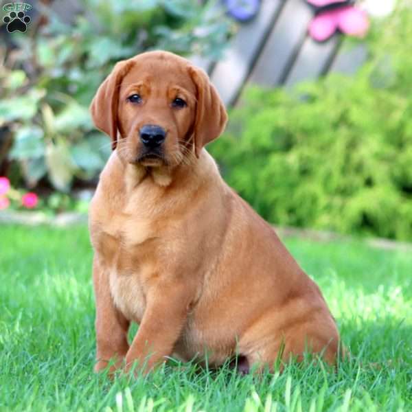 Chief, Fox Red Labrador Retriever Puppy
