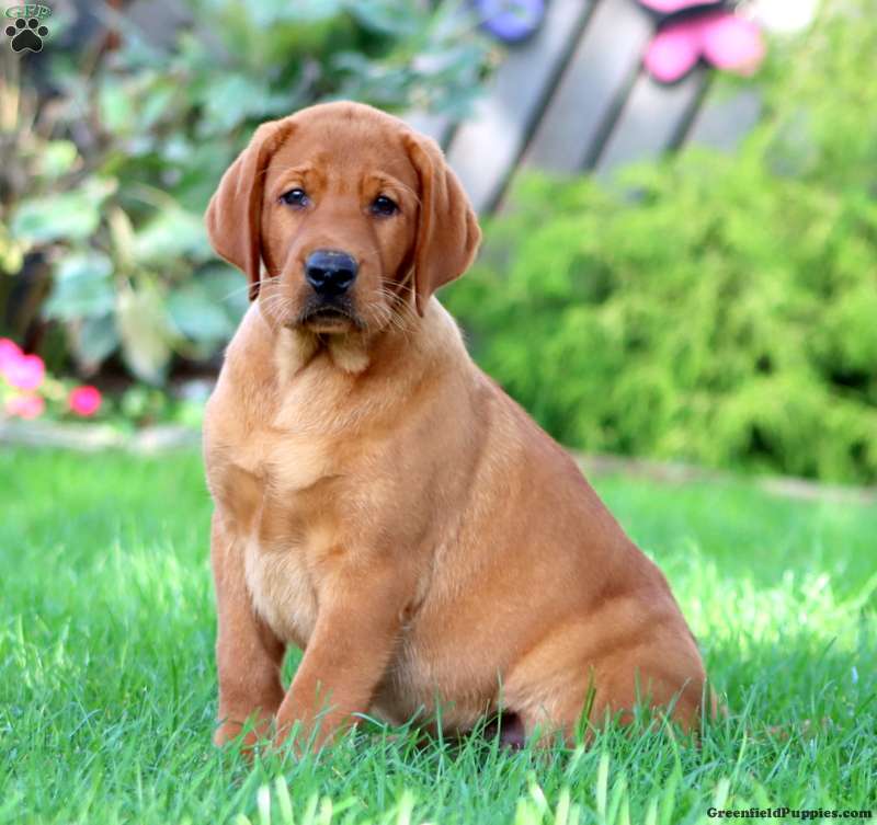 Chief (Labrador, Male) in Christiana, PA
