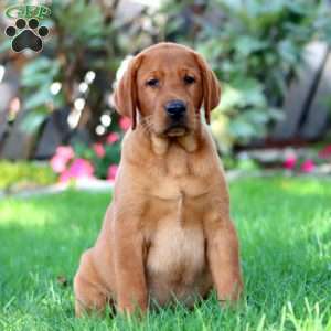 Chief, Fox Red Labrador Retriever Puppy