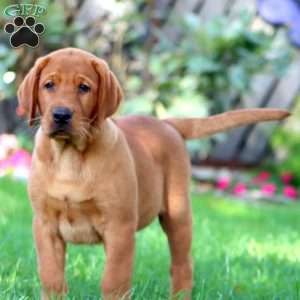 Chief, Fox Red Labrador Retriever Puppy