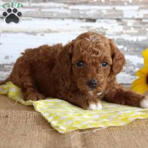 Chief, Toy Poodle Puppy