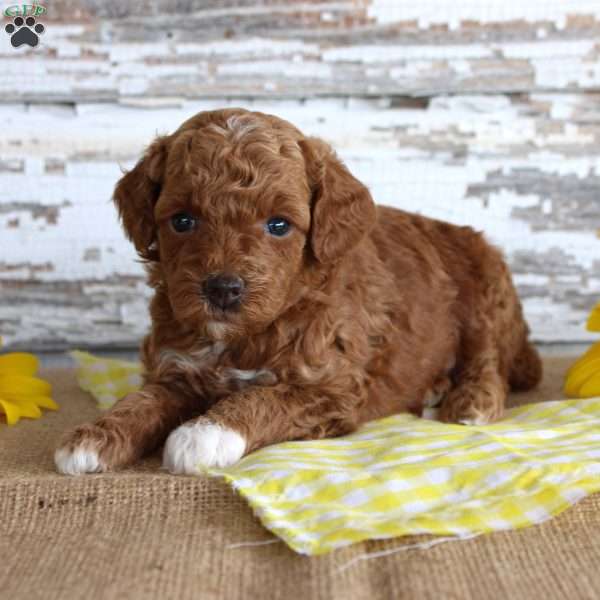 Chief, Toy Poodle Puppy