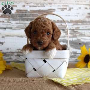 Chief, Toy Poodle Puppy