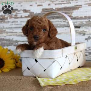 Chief, Toy Poodle Puppy