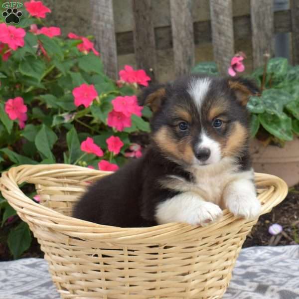 Chip, Pembroke Welsh Corgi Puppy