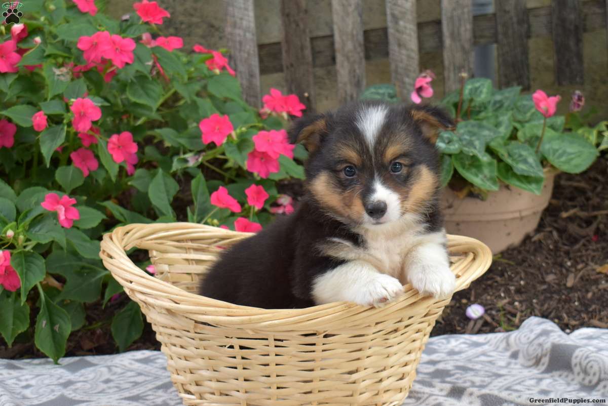 Chip, Pembroke Welsh Corgi