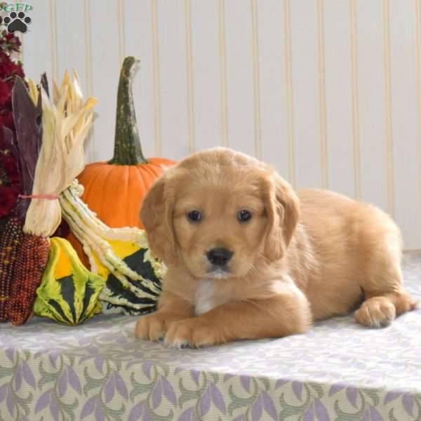 Chip, Miniature Golden Retriever Puppy