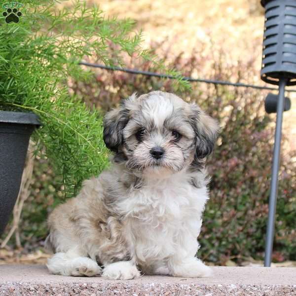 Chip, Teddy Bear Puppy