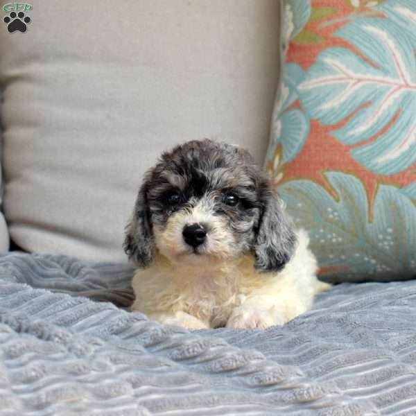 Chip, Bich-Poo Puppy