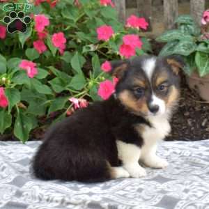 Chip, Pembroke Welsh Corgi Puppy