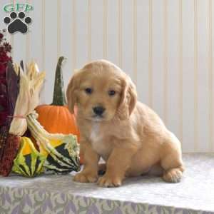 Chip, Miniature Golden Retriever Puppy