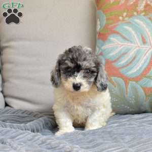 Chip, Bich-Poo Puppy