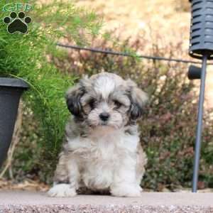 Chip, Teddy Bear Puppy