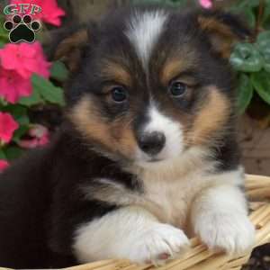 Chip, Pembroke Welsh Corgi Puppy
