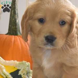 Chip, Miniature Golden Retriever Puppy