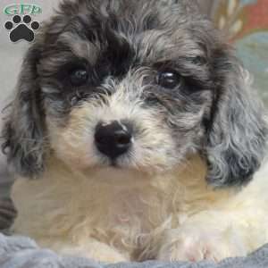 Chip, Bich-Poo Puppy