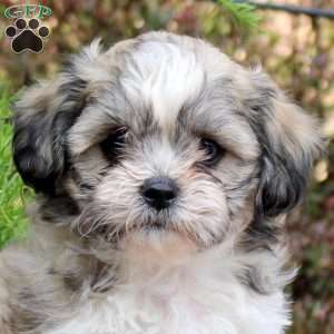 Chip, Teddy Bear Puppy