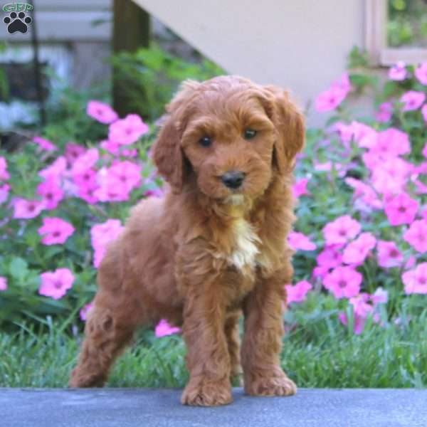 Chip, Goldendoodle Puppy