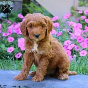 Chip, Goldendoodle Puppy