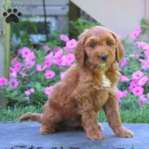 Chip, Goldendoodle Puppy