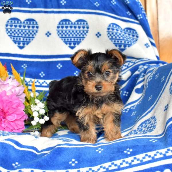 Chipper, Yorkie Puppy