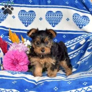 Chipper, Yorkie Puppy