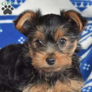 Chipper, Yorkie Puppy