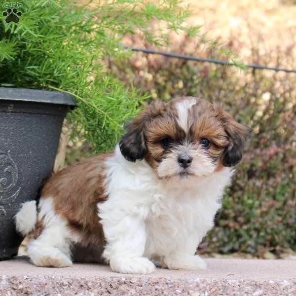 Chive, Teddy Bear Puppy