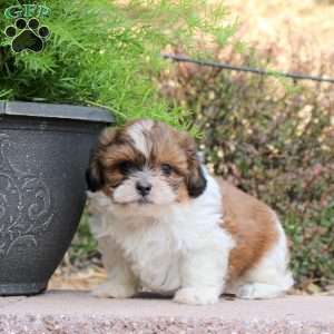 Chive, Teddy Bear Puppy