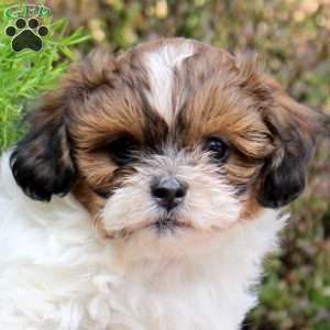 Chive, Teddy Bear Puppy