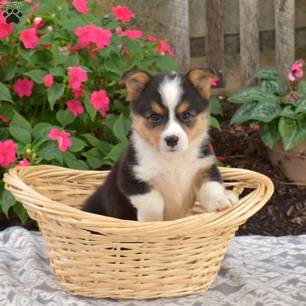 Chloe, Pembroke Welsh Corgi Puppy