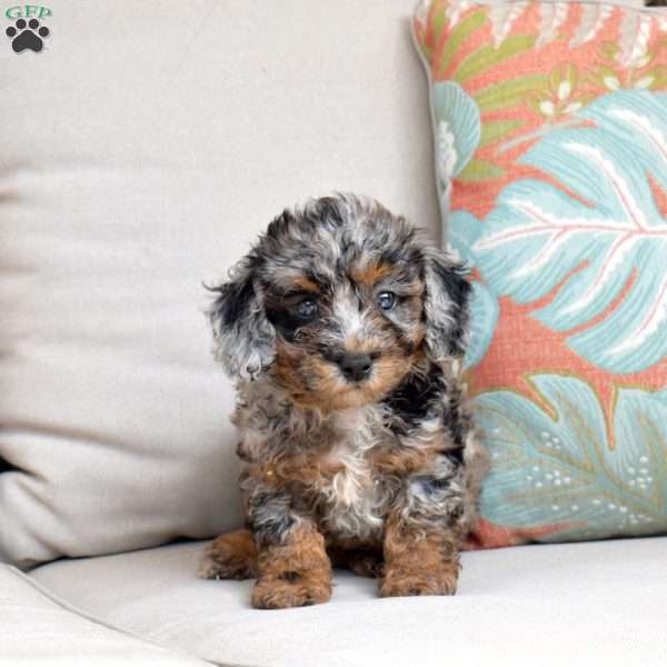 Chloe, Bich-Poo Puppy