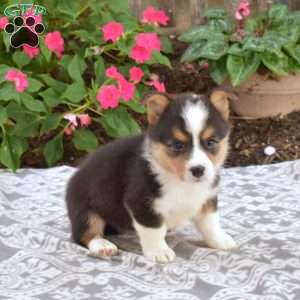 Chloe, Pembroke Welsh Corgi Puppy