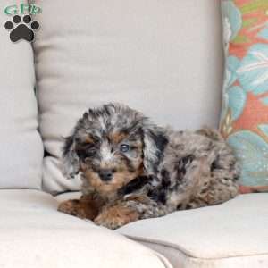Chloe, Bich-Poo Puppy
