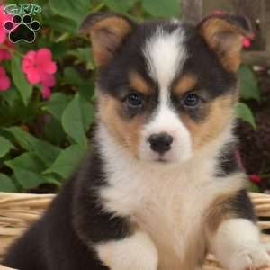 Chloe, Pembroke Welsh Corgi Puppy