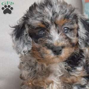 Chloe, Bich-Poo Puppy
