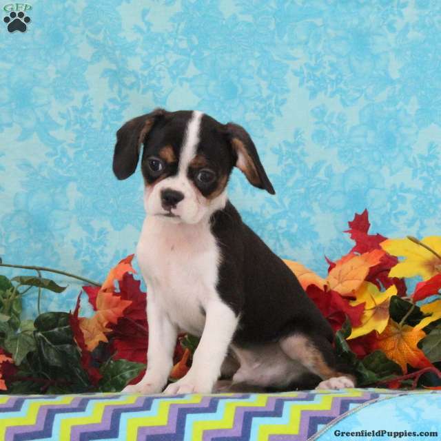Chocolate, Mixed breed