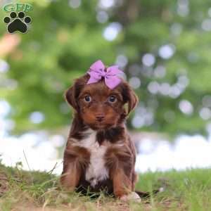 Churro, Yorkie Poo Puppy