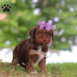Churro, Yorkie Poo Puppy