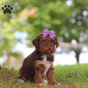 Churro, Yorkie Poo Puppy
