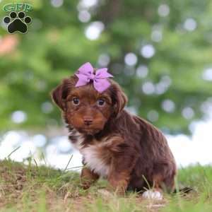 Churro, Yorkie Poo Puppy