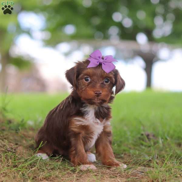 Churro, Yorkie Poo Puppy