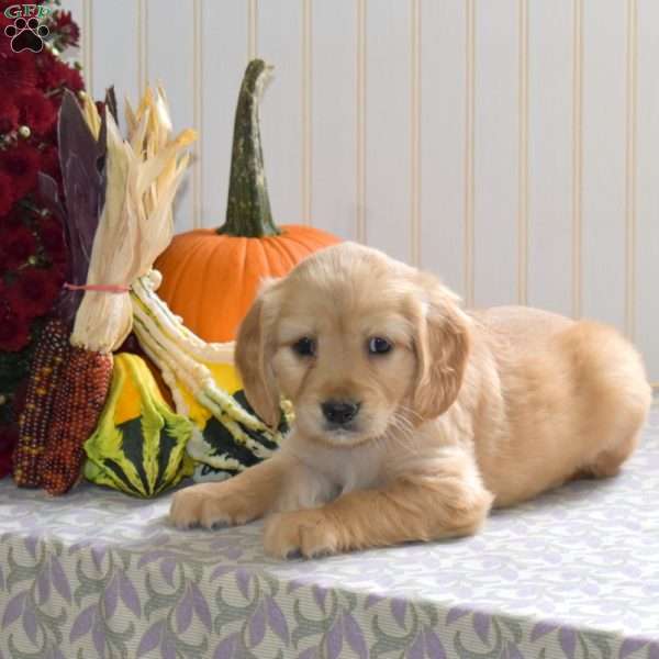 Cider, Miniature Golden Retriever Puppy