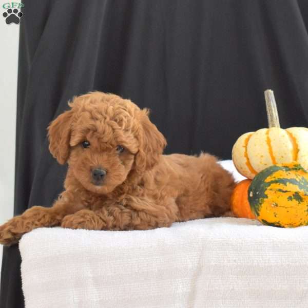 Cider, Cavapoo Puppy