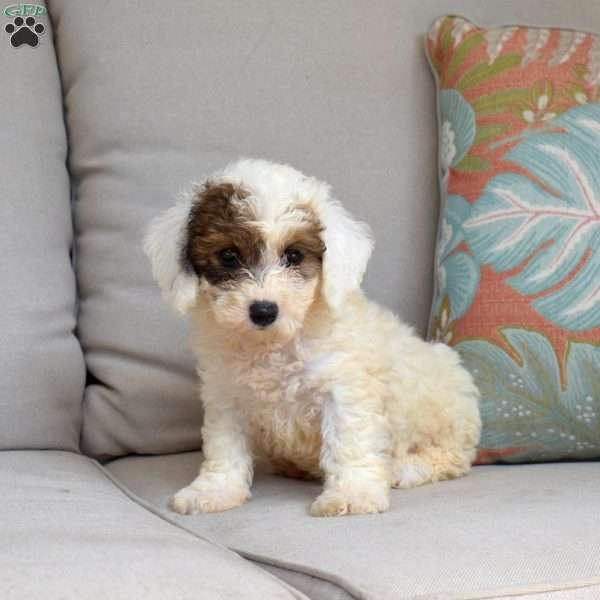 Cider, Bich-Poo Puppy