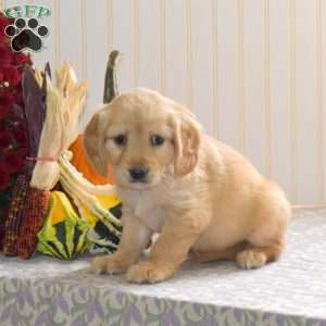 Cider, Miniature Golden Retriever Puppy