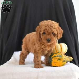 Cider, Cavapoo Puppy