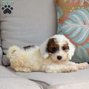 Cider, Bich-Poo Puppy