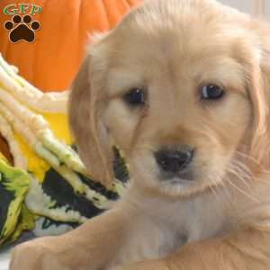 Cider, Miniature Golden Retriever Puppy