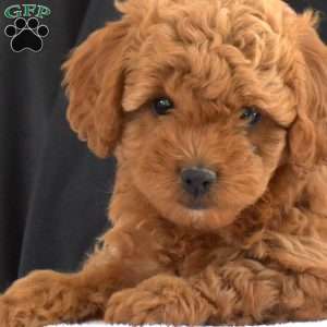 Cider, Cavapoo Puppy